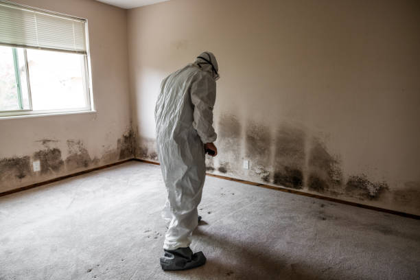 Randolph, NE Mold Removal Company